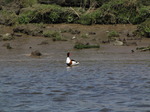 SX03563 Duck in Ogmore river - Shelduck (Tadorna Tadorna).jpg